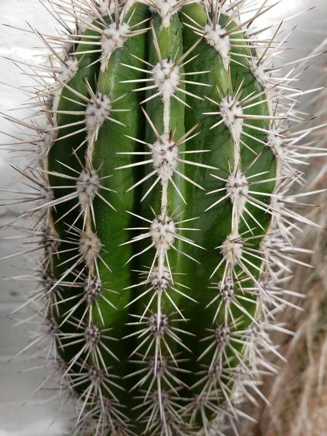 Cardón 16