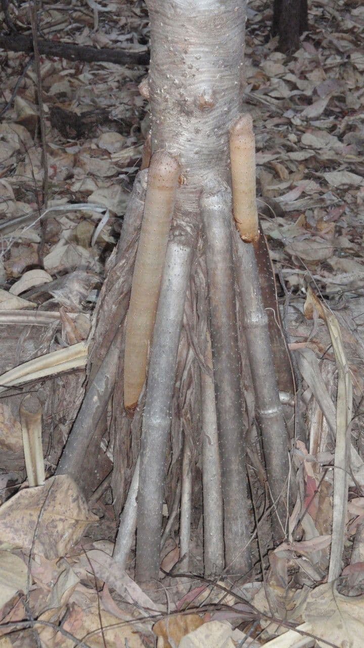 Schraubenbaum 13