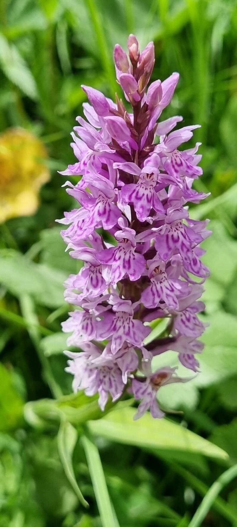 Orchidea di Fuchs 29