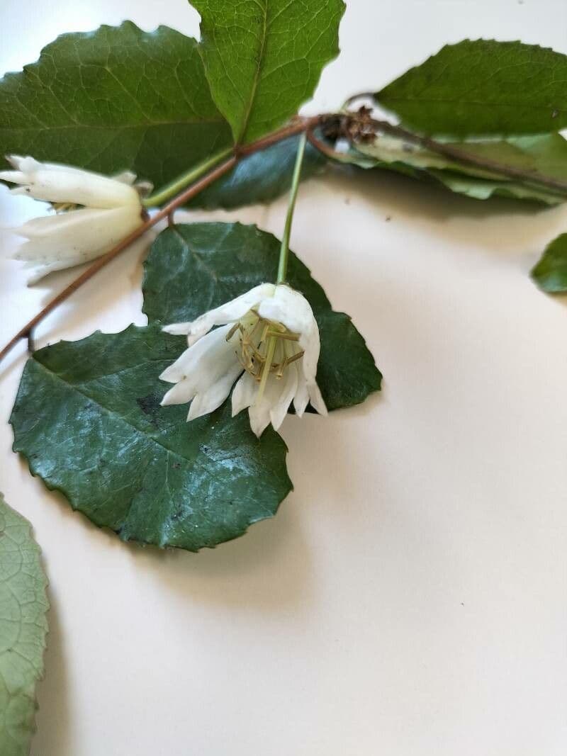 Maiglöckchenbaum 8