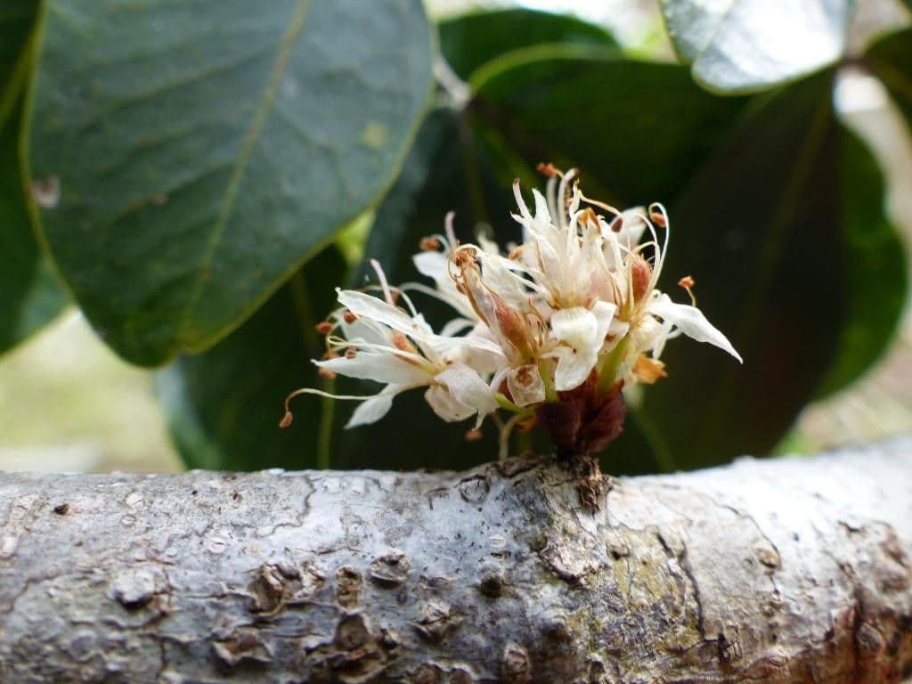 Cynometra ramiflora 8