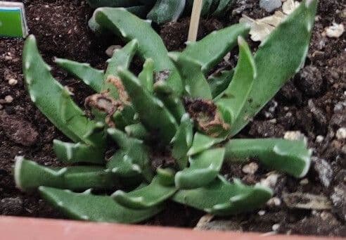 Faucaria 3