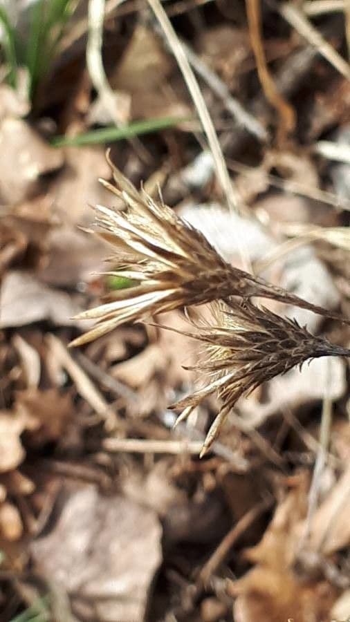 Serratula comune 3
