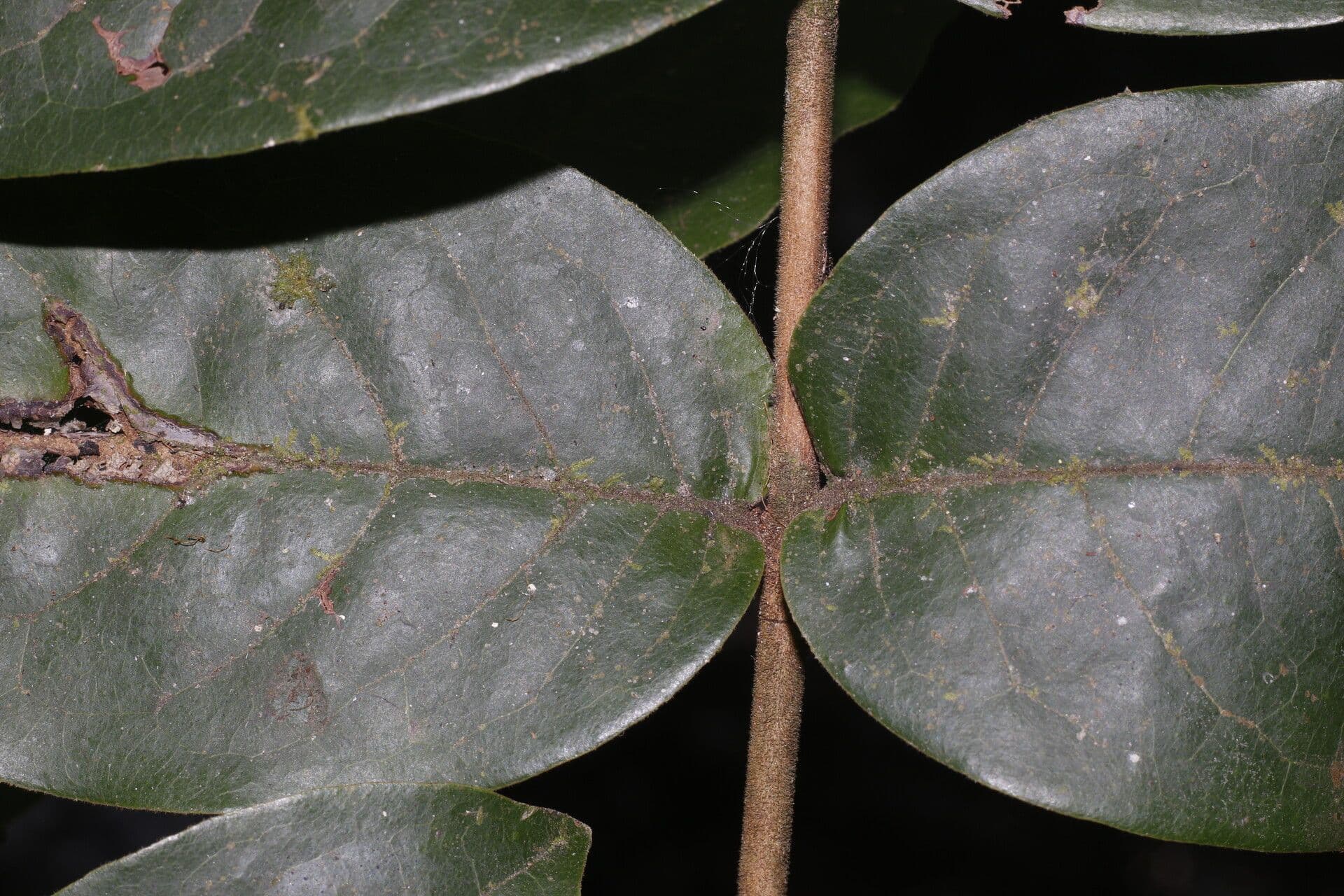 Eugenia 7