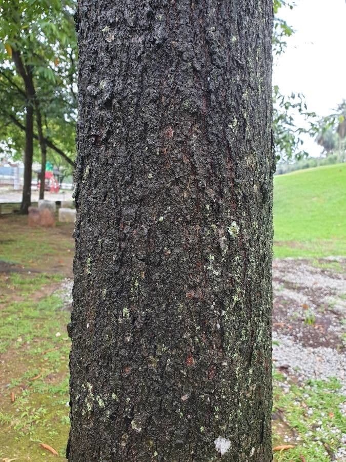 Dipterocarpus 7