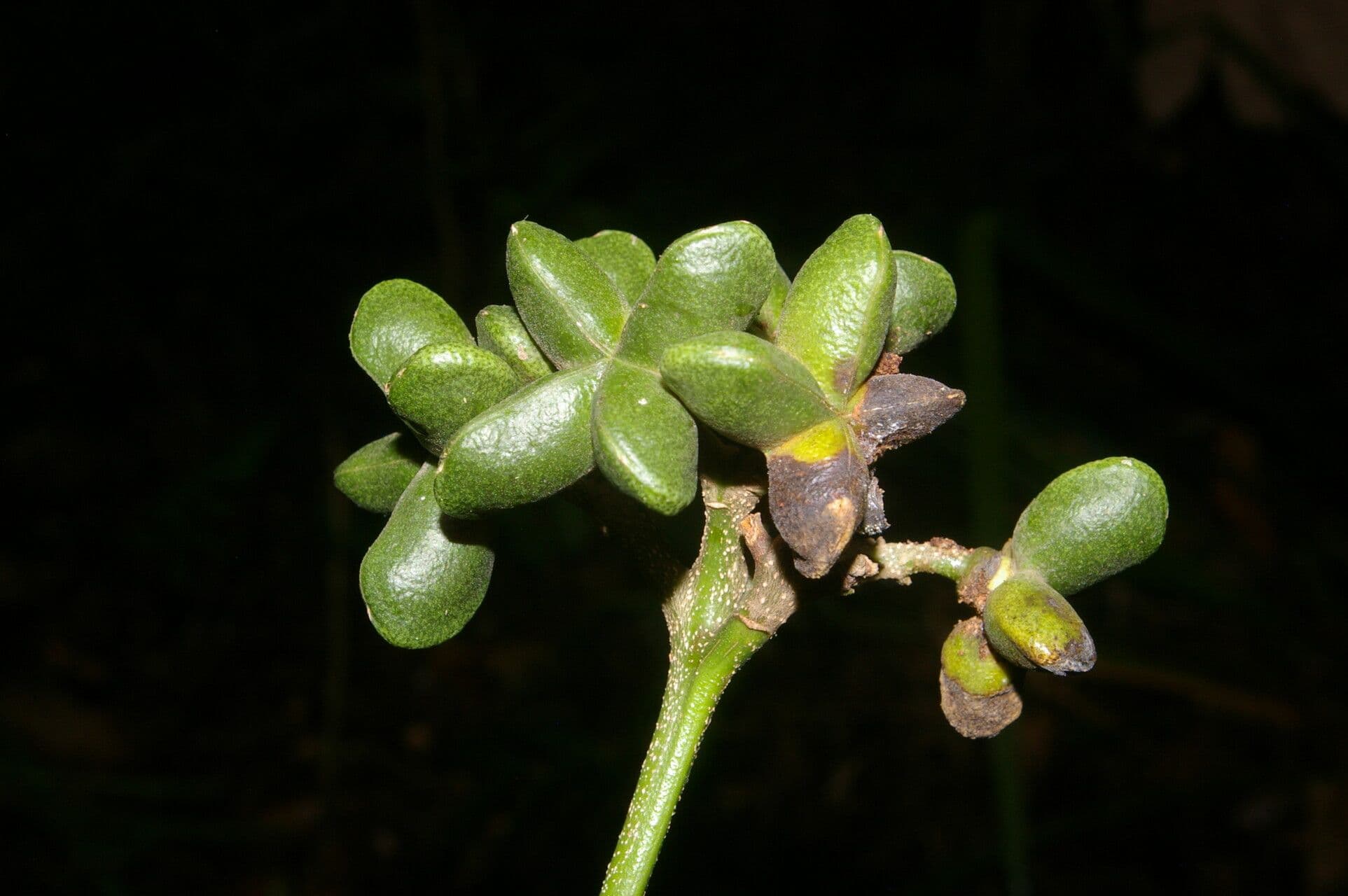 Conchocarpus 2