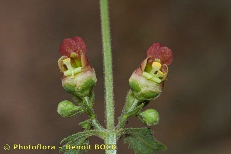 Scrofularia 4