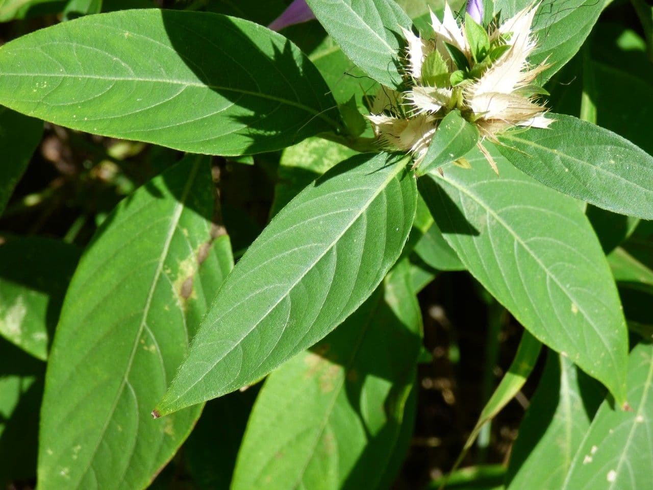Bürstenblume 16