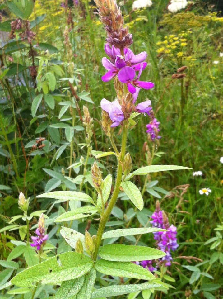 Desmodium canadese 11