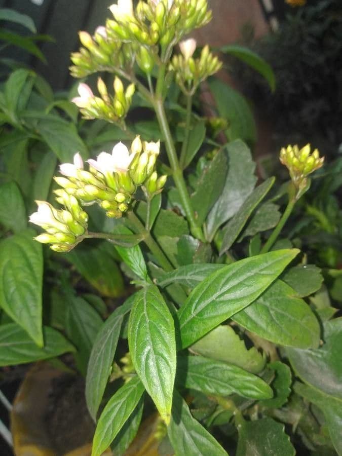 Hebeclinium 6