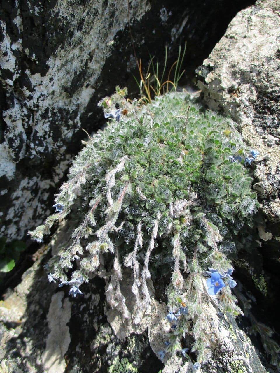 Eritrichium nanum 14