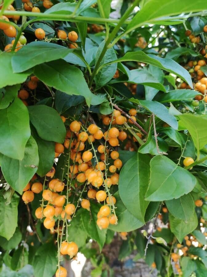 Duranta erecta 2