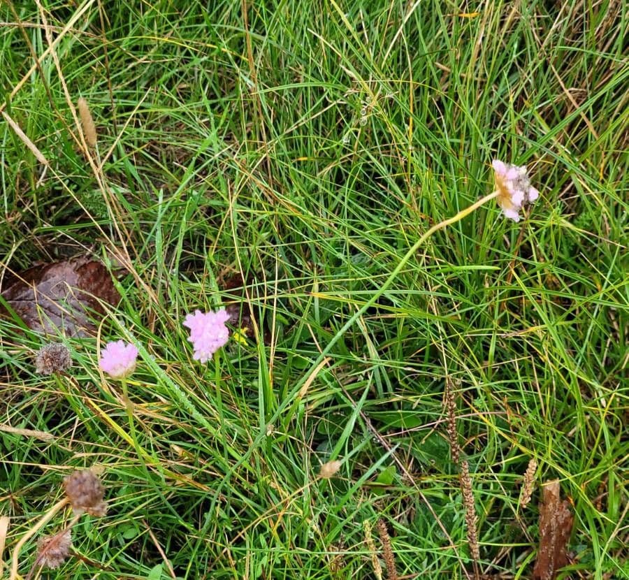 Armeria 10