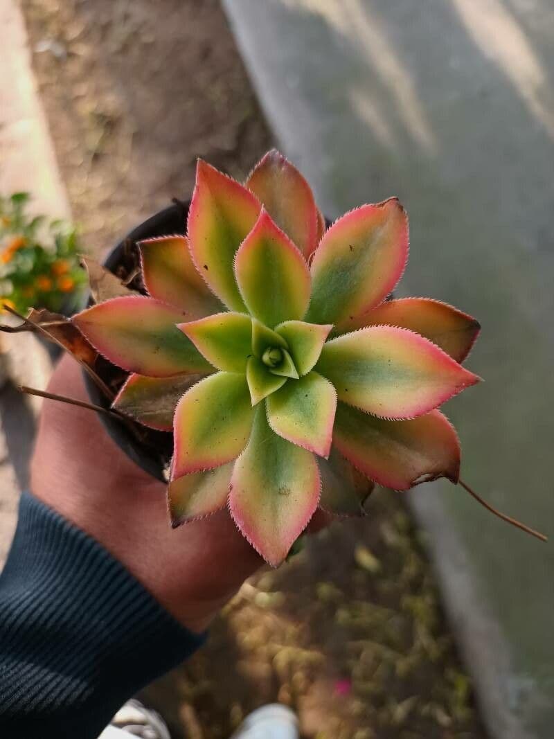 Aeonium decorum 16