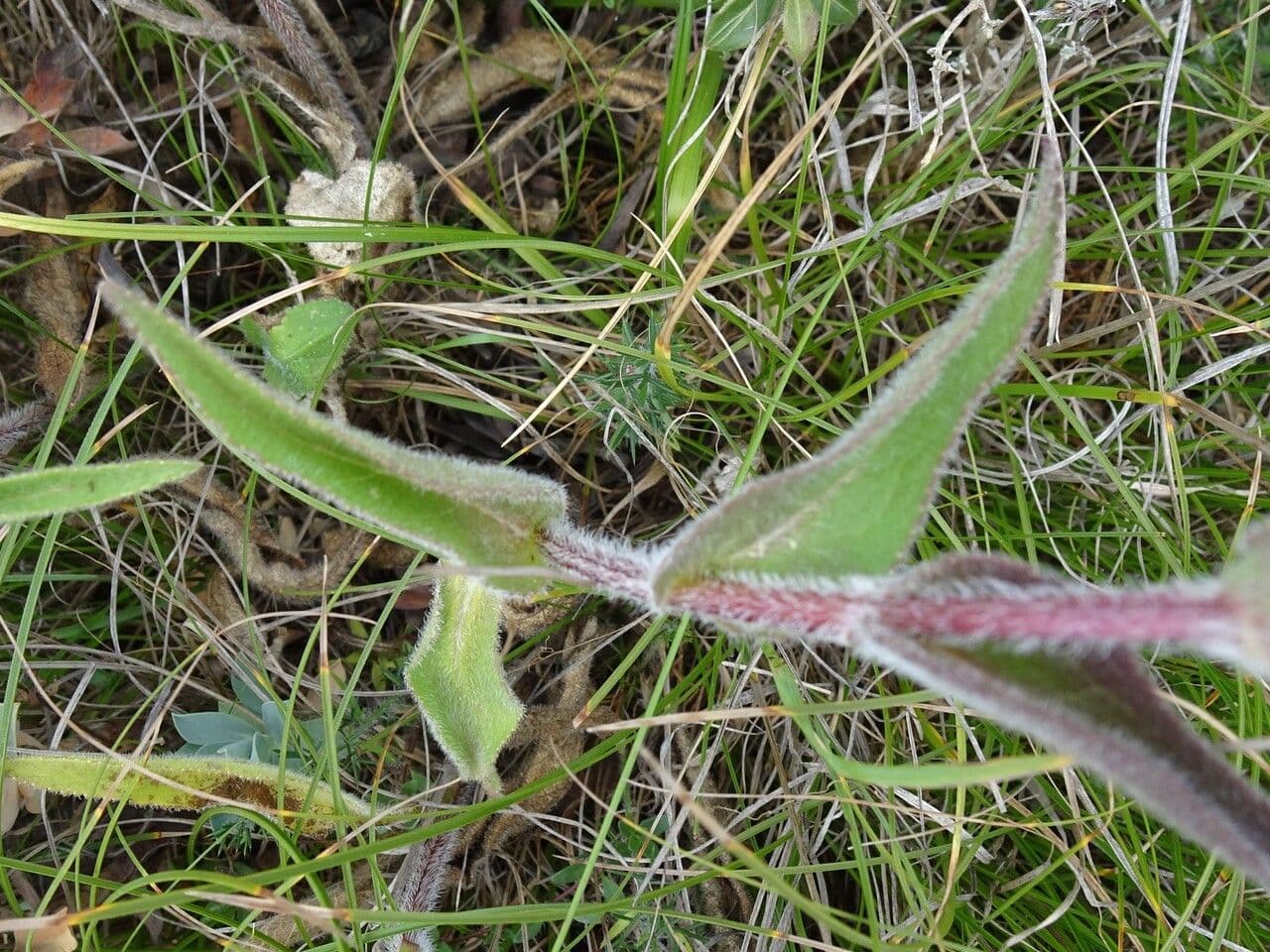 Campanula agglomerata 20