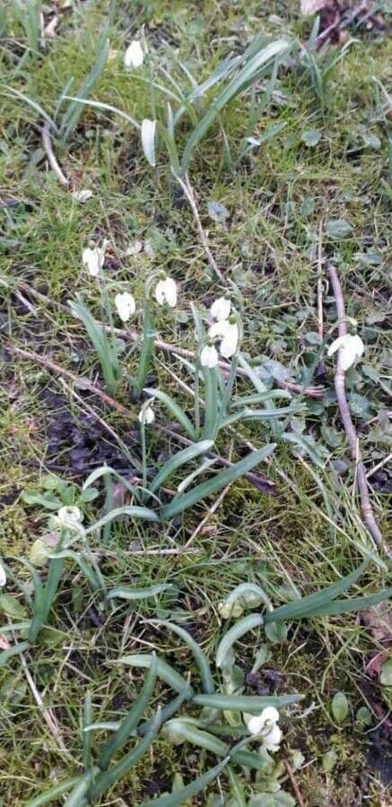 Sněženka podsněžník 13