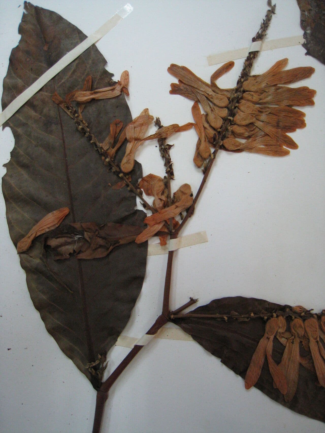Triplaris 9