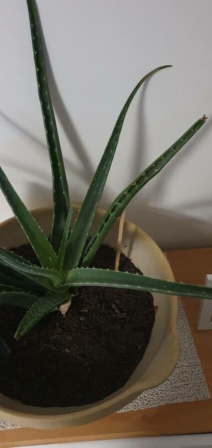 Aloe vera 7