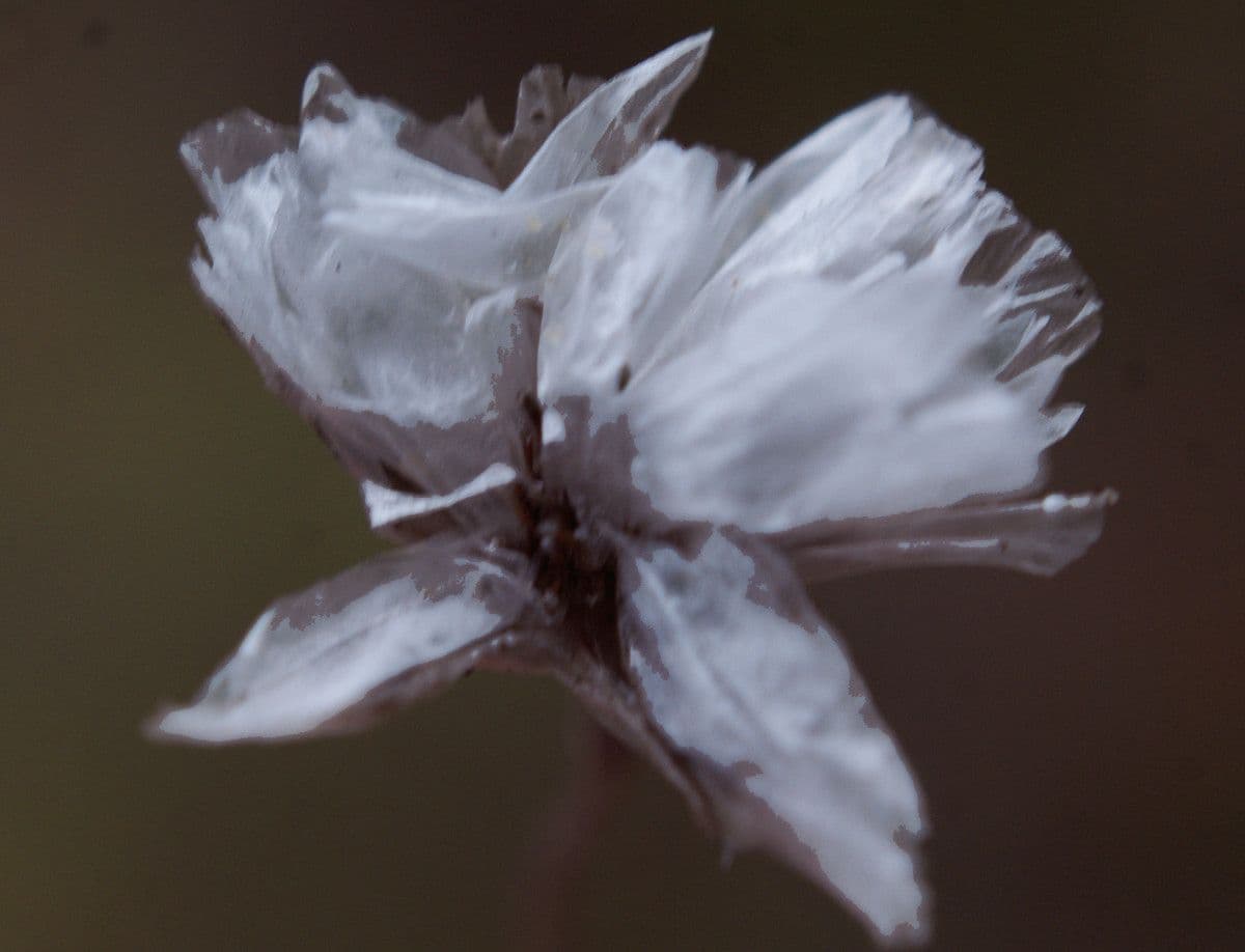 Armeria 3