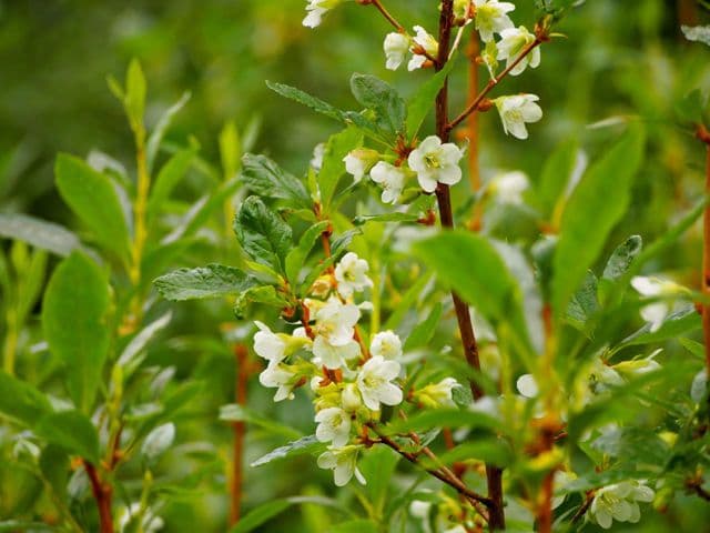 Rododendro albiflorum 9