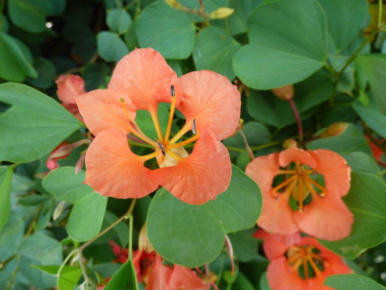 Bauhinia galpinii 7