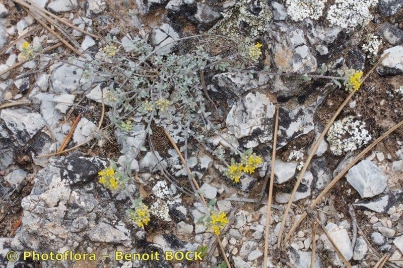 Alyssum serpyllifolium 16