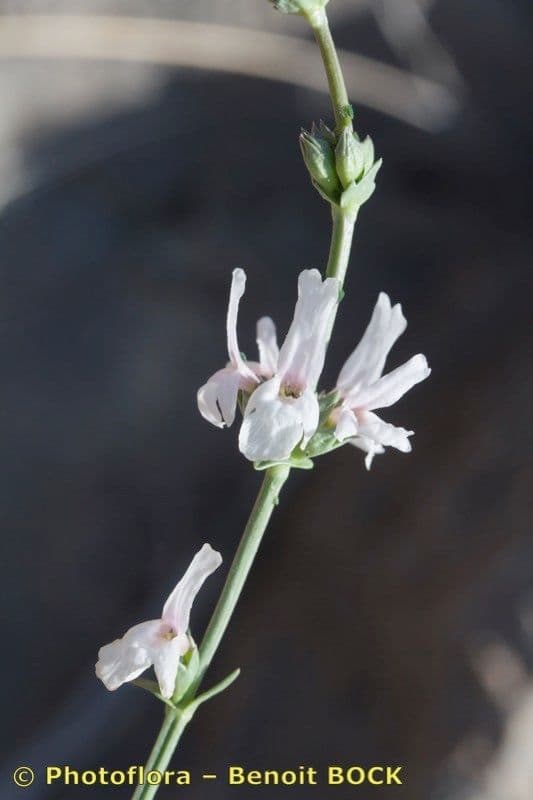 Sideritis 13