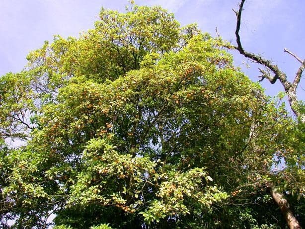 Pouteria durlandii 9
