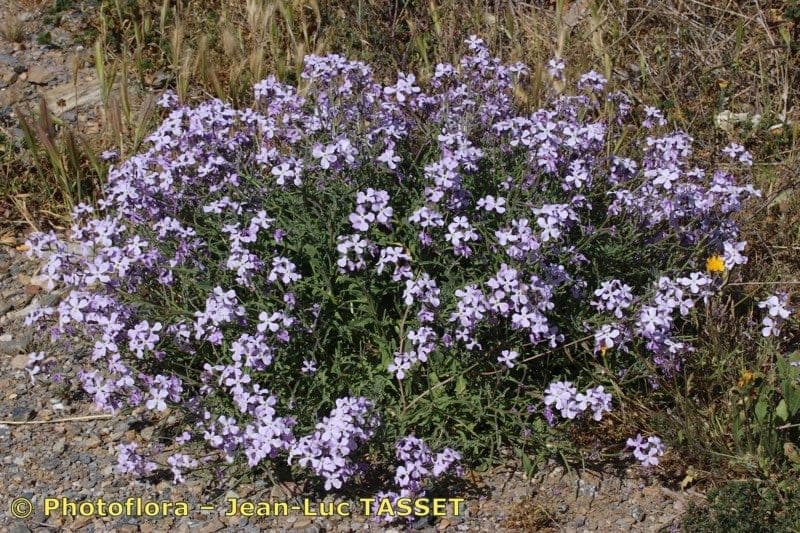 Matthiola 10