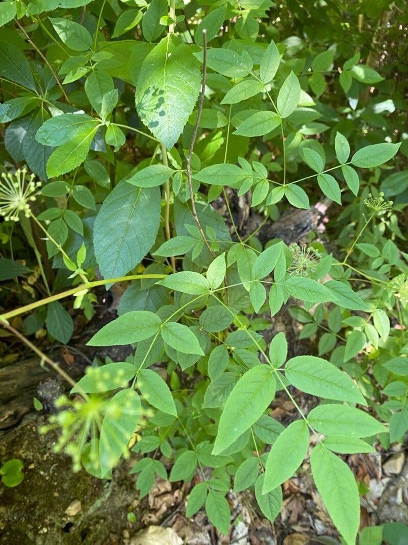 Aralia 16