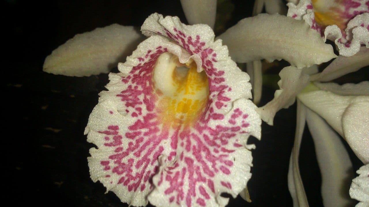 Trichopilia profumata 3
