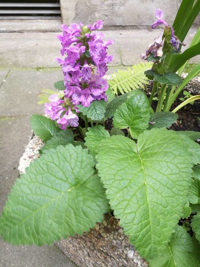 Big-sage