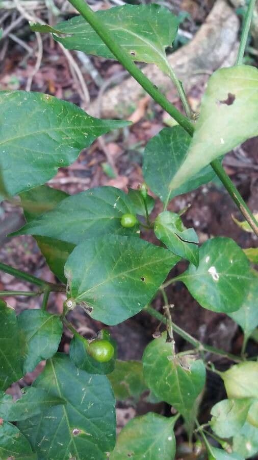 Celtis laevigata 14