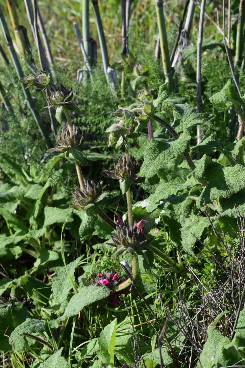 Salvia spathacea 16