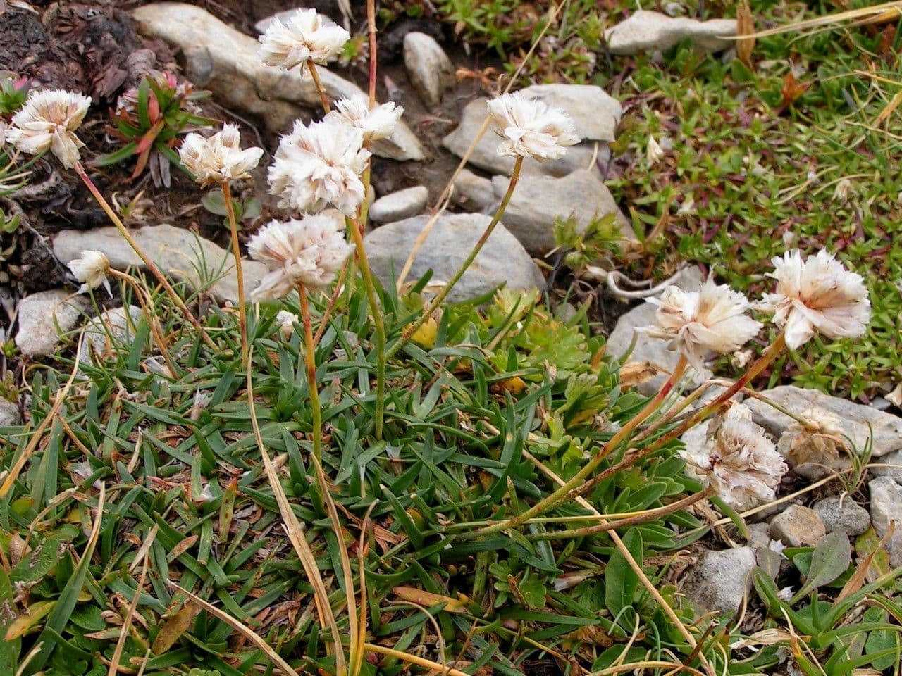Armeria ruscinonensis 7