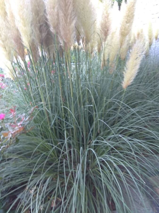 Erba delle pampas 30