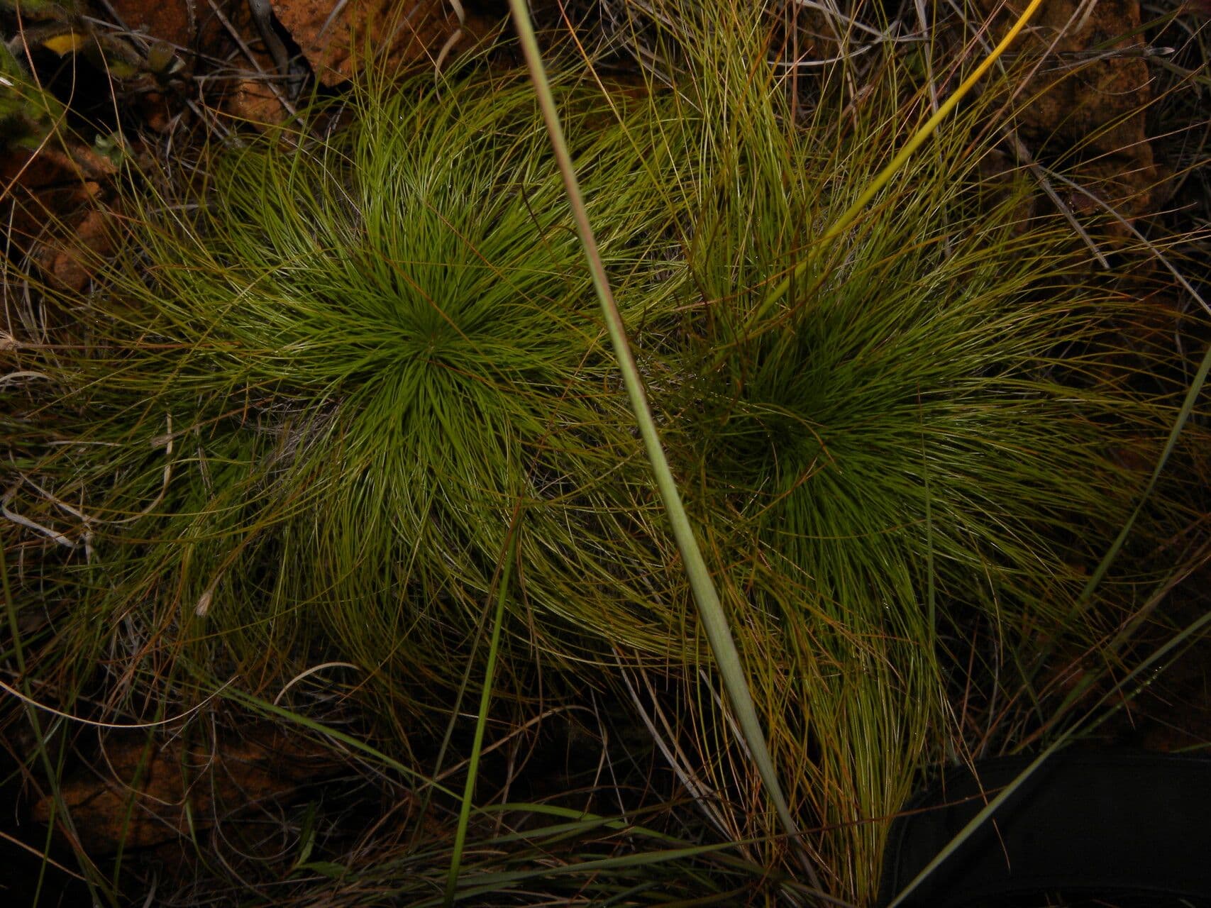 Bulbostylis paradoxa 4