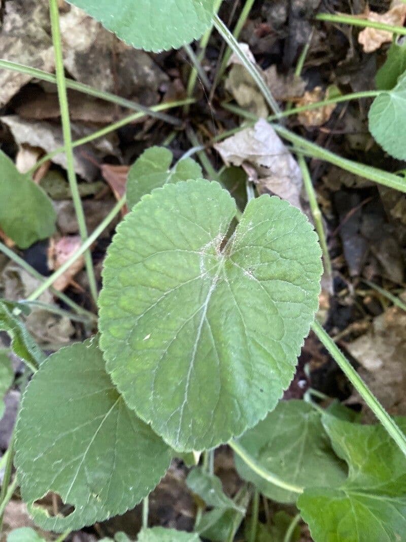 Viola dei colli 11