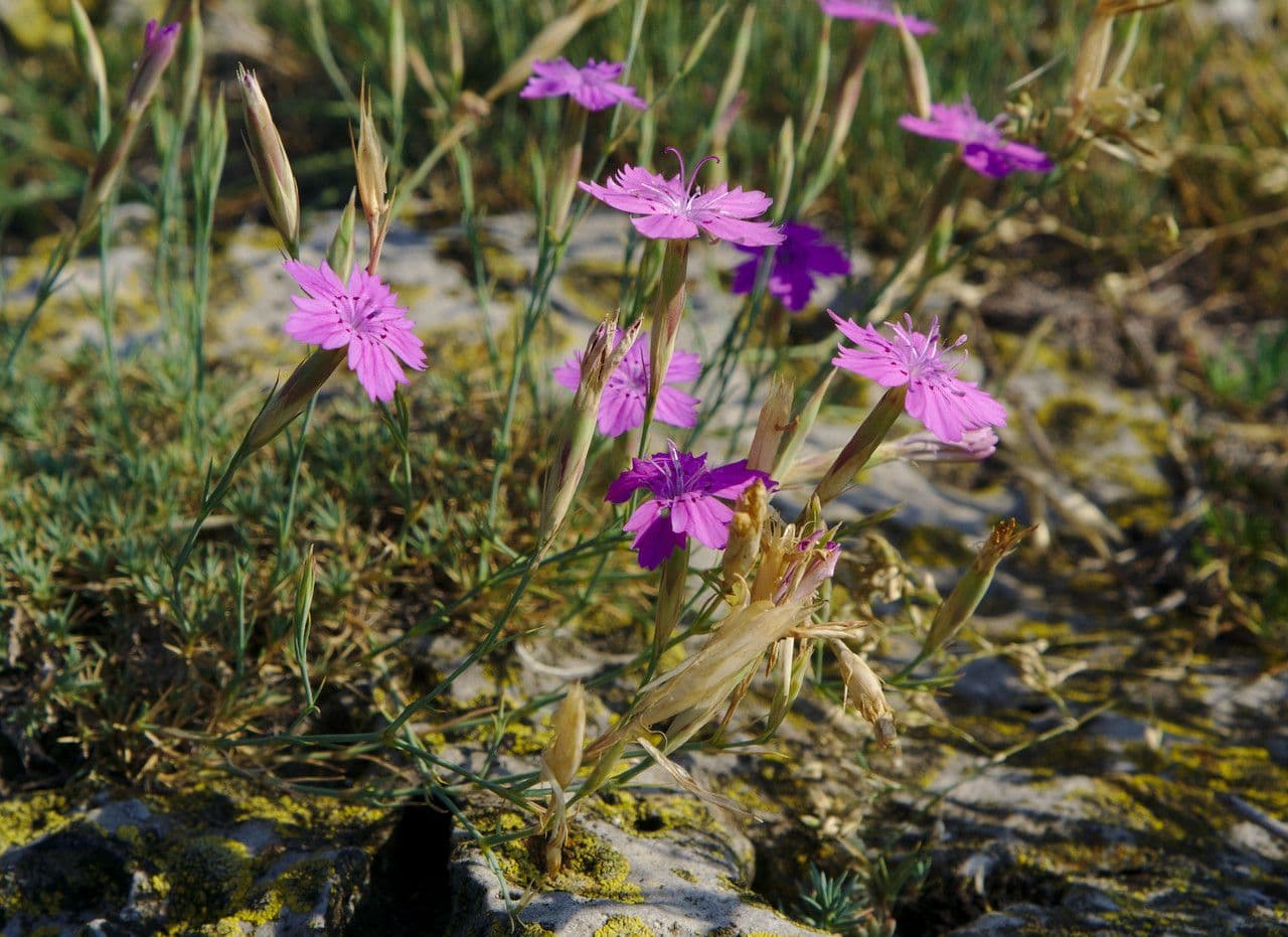 Heide-Nelke 14