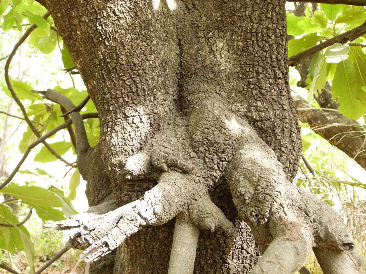 Togo-Uapaca 13