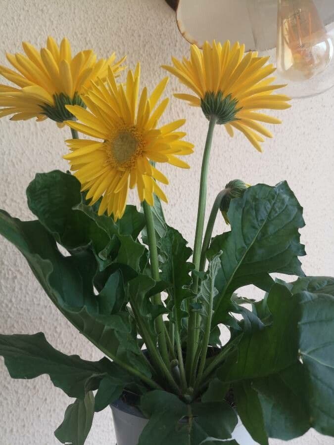 Gerbera Jamesonii 22