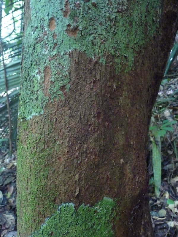 Richeria grandis 11