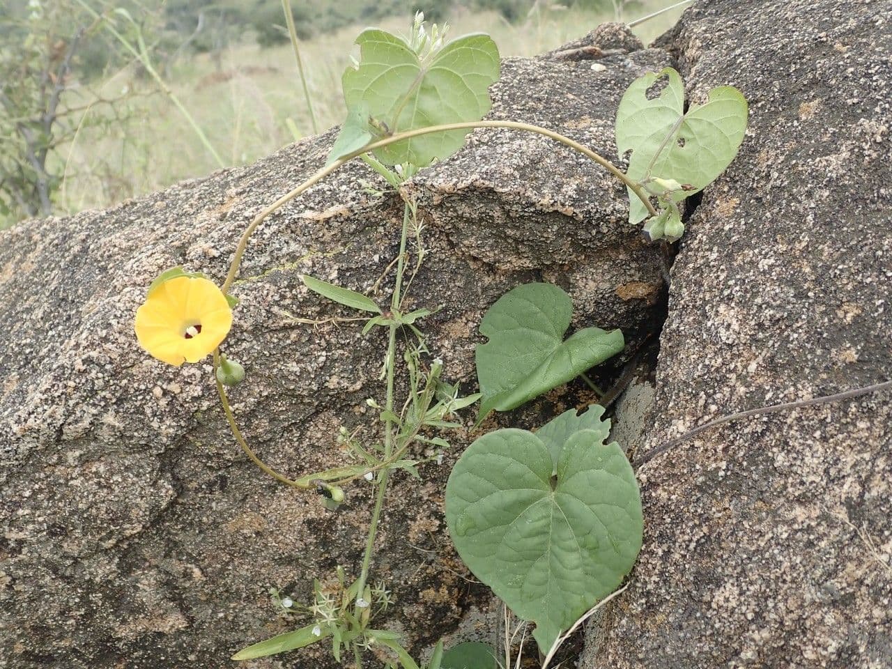 Ipomoea tmavá 24