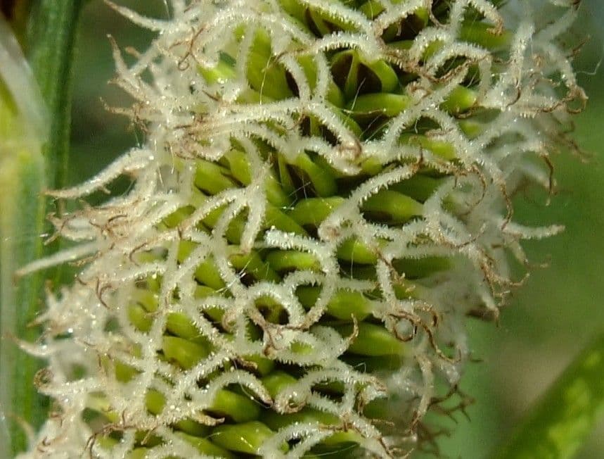 Cárex 8