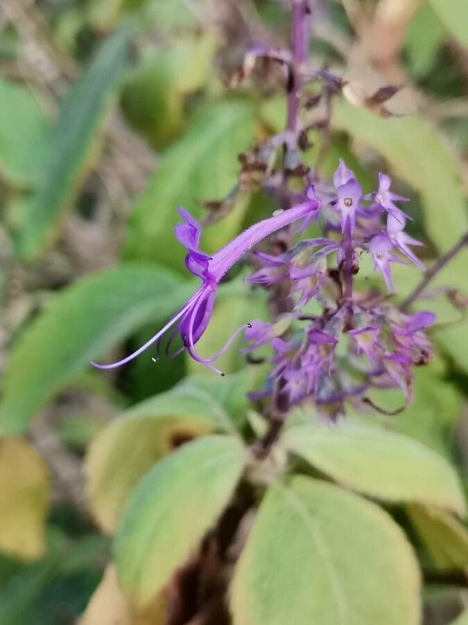 Plectranthus 4