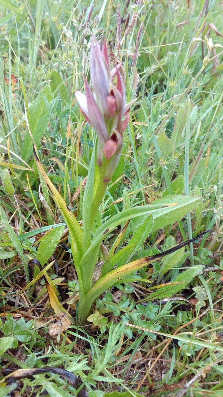 Serapias parviflora 11