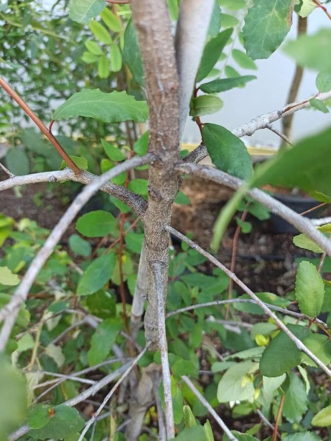 Maiglöckchenbaum 18