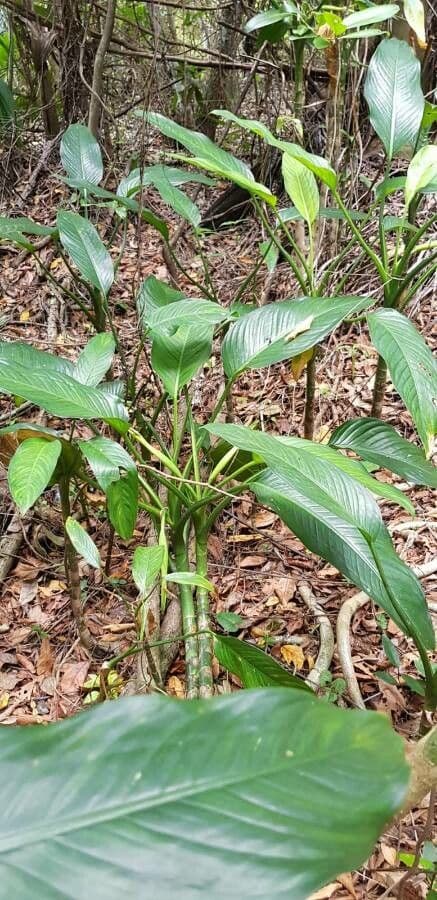 Dieffenbachia 11