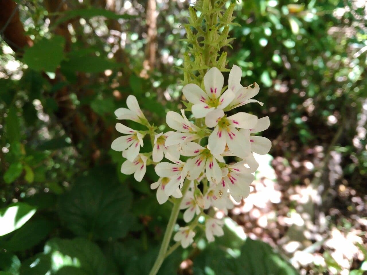 Francoa