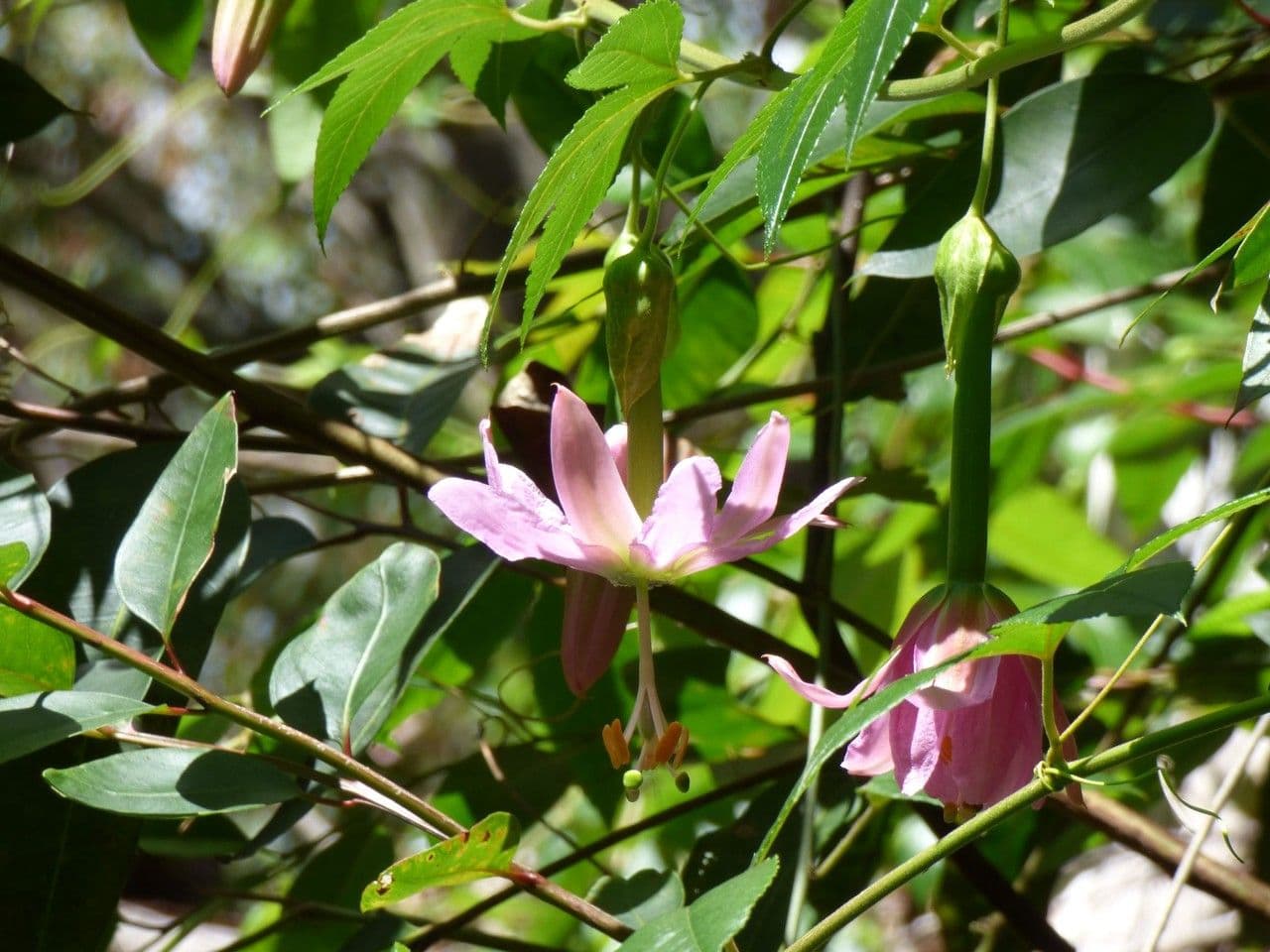 Passiflora tripartita 24